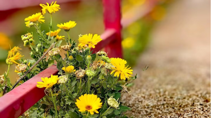 云南安寧中學(xué)太平學(xué)校初中部:用腳步丈量大地強(qiáng)健身心體魄 用眼睛觀察山河啟迪思想品格(1)3558.png