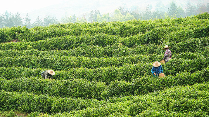 茶香馥郁 法韻情濃605.png