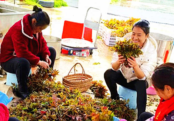 走進(jìn)大王鎮(zhèn) 舌尖品“椿”韻890.png