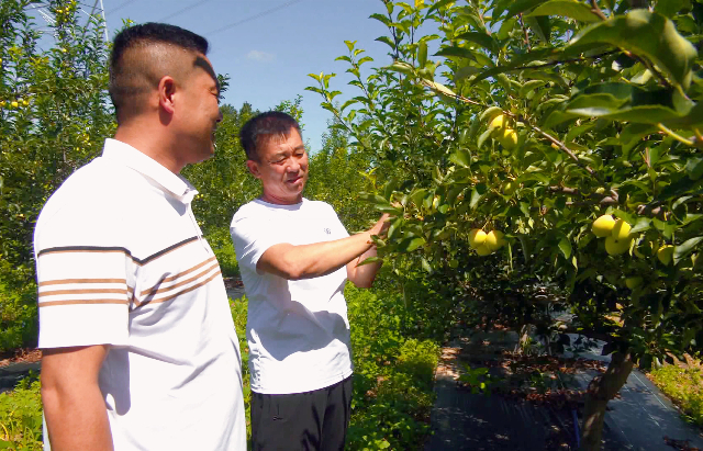水泉鄉(xiāng)稻田村錦繡海棠果園，技術(shù)人員姜子新（右一）正在進(jìn)行疏花疏果作業(yè)。布仁攝