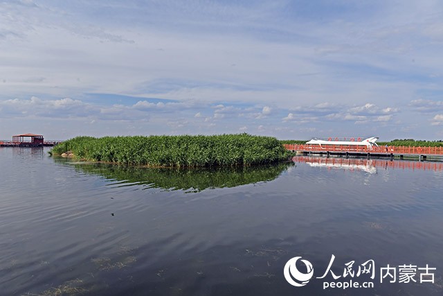 盛夏時(shí)節(jié)的烏梁素海。胡東育攝