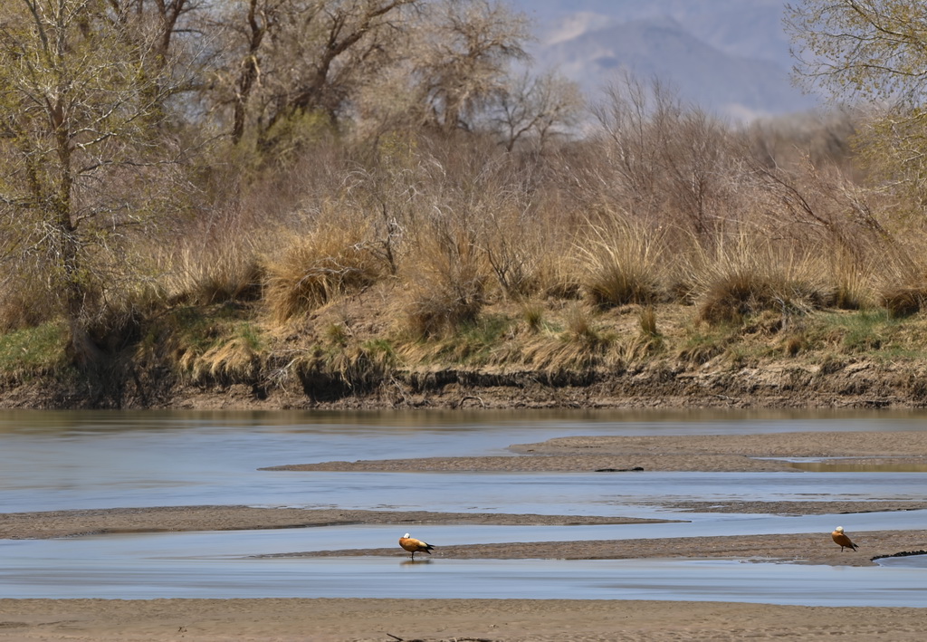 2025年4月22日在內(nèi)蒙古阿拉善盟額濟納旗弱水河拍攝的赤麻鴨。新華社記者 馬金瑞 攝