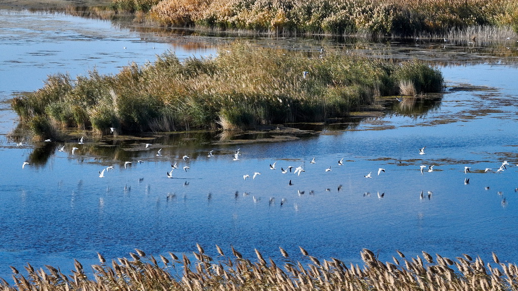2024年10月14日在內(nèi)蒙古阿拉善盟額濟納旗拍攝的居延海景區(qū)（無人機照片）。新華社記者 貝赫 攝
