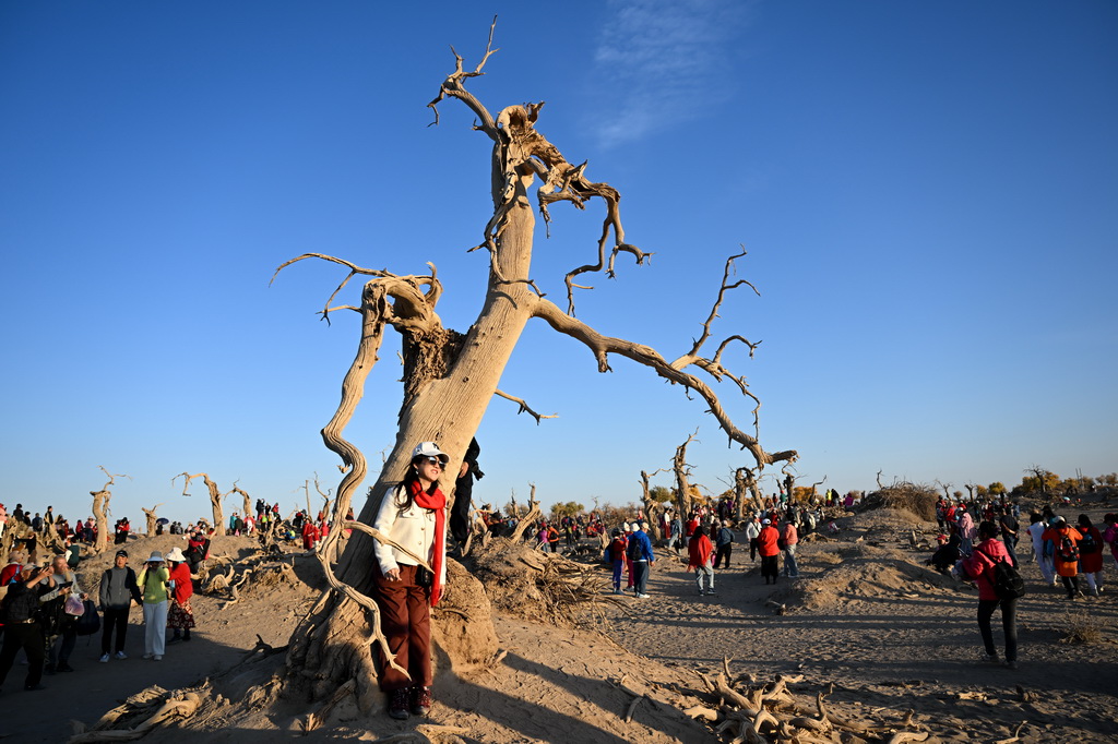 2024年10月14日，游客在內(nèi)蒙古阿拉善盟額濟納旗怪樹林景區(qū)游玩。新華社記者 貝赫 攝