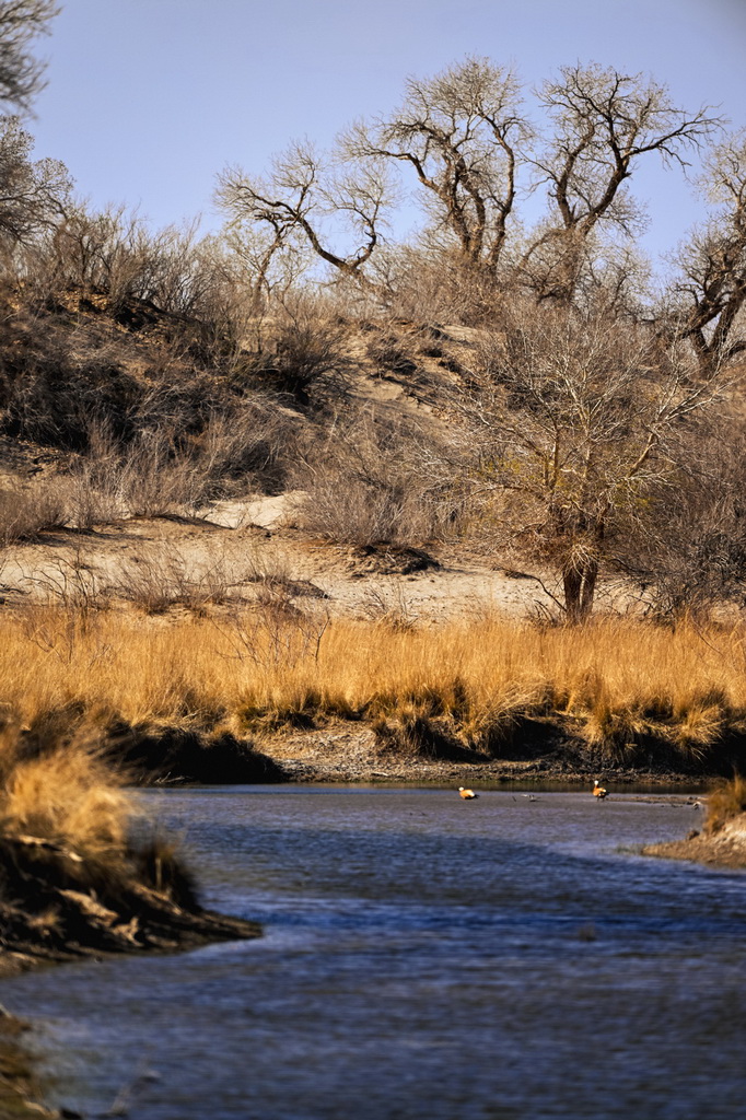 2025年4月22日在內(nèi)蒙古阿拉善盟額濟納旗拍攝的胡楊林與弱水河。新華社記者 馬金瑞 攝