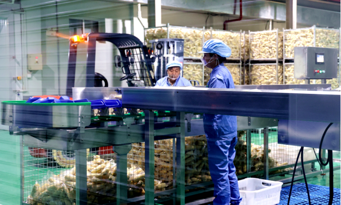 黃海農(nóng)場(chǎng):鮮食玉米“多線突圍” “香飄”長(zhǎng)三角地區(qū)(1)698.png