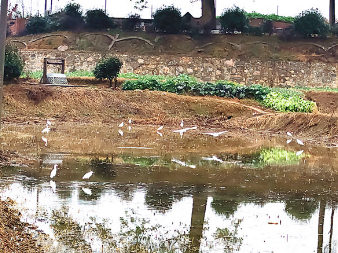 黃石大王鎮(zhèn)貴灣村:雨潤(rùn)荷池白鷺歸 碩果盈枝幸福來(lái)283.png