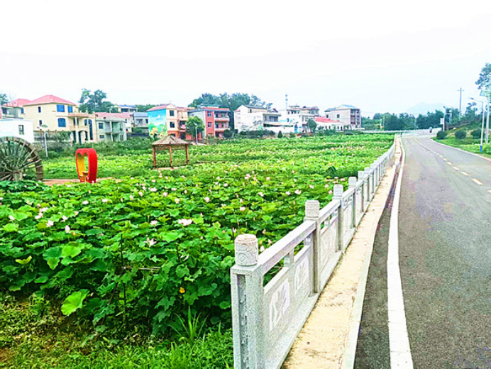 黃石大王鎮(zhèn)貴灣村:雨潤(rùn)荷池白鷺歸 碩果盈枝幸福來(lái)1601.png
